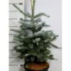 Blågran 'Fat Albert' Picea Pungens 'Fat Albert' Potte 12 Liter,- 60-80 Cm.