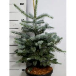 Blågran 'Fat Albert' Picea Pungens 'Fat Albert' Potte 12 Liter,- 60-80 Cm.
