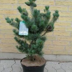 Penselfyr 'Negishi' Pinus Parviflora 'Negishi' Potte 12 Liter,- 40-60 Cm. -Osmoz Naturens Butik p6644 4400 pinus parviflora negishi 4488