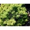 Japansk Kryptomeria 'Yokohama' Cryptomeria Japonica 'Yokohama' Potte 2,0 Liter,- 25-30 Cm. -Osmoz Naturens Butik p6689 4412 cryptomeria japonica yokohama 58e6