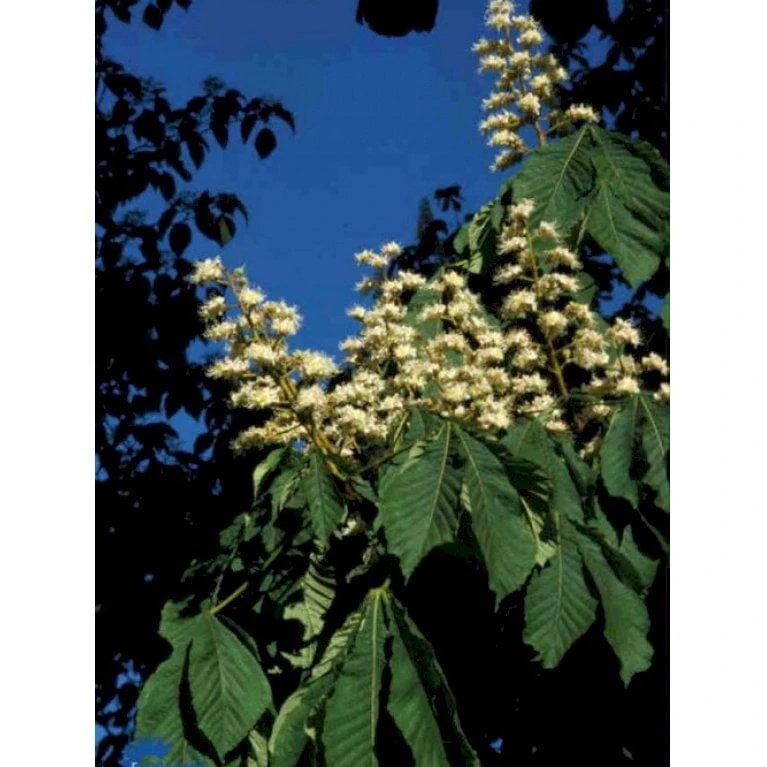 Hestekastanie Aesculus Hippocastanum Potte 12 Liter,- 150-175 Cm. 3 Hestekastanie Aesculus Hippocastanum Potte 12 Liter,- 150-175 Cm.