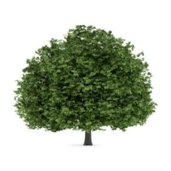 Hestekastanie Aesculus Hippocastanum Potte 12 Liter,- 150-175 Cm. 13 Hestekastanie Aesculus Hippocastanum Potte 12 Liter,- 150-175 Cm. -Osmoz Naturens Butik p66 8147 aesculus hippocastanum 5555