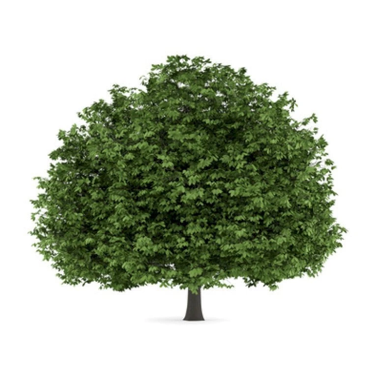 Hestekastanie Aesculus Hippocastanum Potte 12 Liter,- 150-175 Cm. 5 Hestekastanie Aesculus Hippocastanum Potte 12 Liter,- 150-175 Cm. - Billede 3