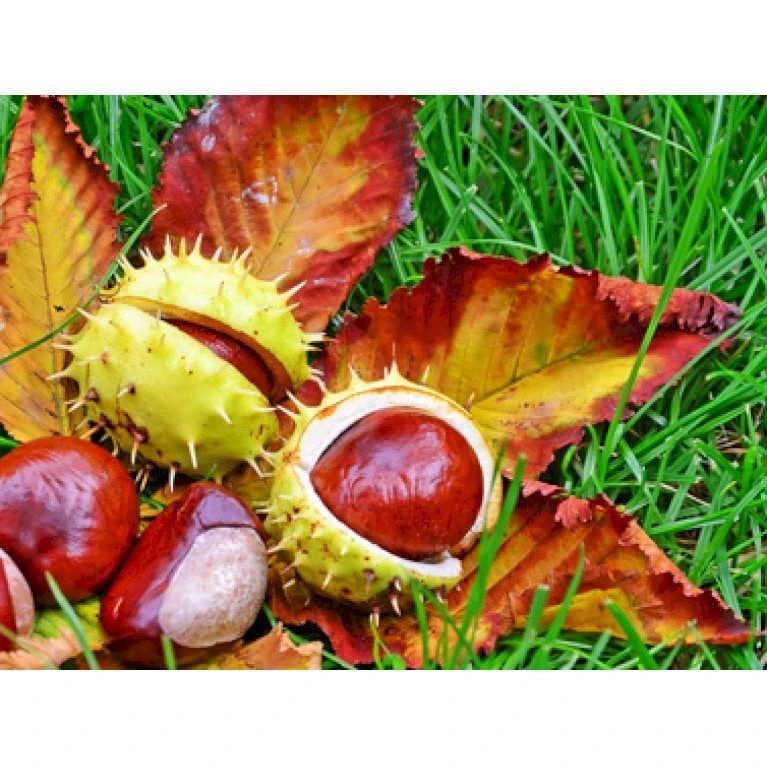 Hestekastanie Aesculus Hippocastanum Potte 12 Liter,- 150-175 Cm. 6 Hestekastanie Aesculus Hippocastanum Potte 12 Liter,- 150-175 Cm. - Billede 4