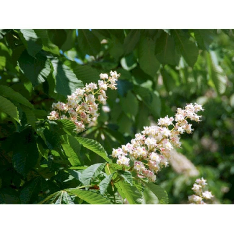 Hestekastanie Aesculus Hippocastanum Potte 12 Liter,- 150-175 Cm. 7 Hestekastanie Aesculus Hippocastanum Potte 12 Liter,- 150-175 Cm. - Billede 5