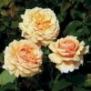 'Carl Nielsen'™ Rosa X 'Carl Nielsen'™ (Storblomstrende) A-Kvalitet,- Barrods Roser Min. 3 Grene 2 'Carl Nielsen'™ Rosa X 'Carl Nielsen'™ (Storblomstrende) A-Kvalitet,- Barrods Roser Min. 3 Grene -Osmoz Naturens Butik p6707 51225 rosa x carl nielsen storblomstrende bcc2