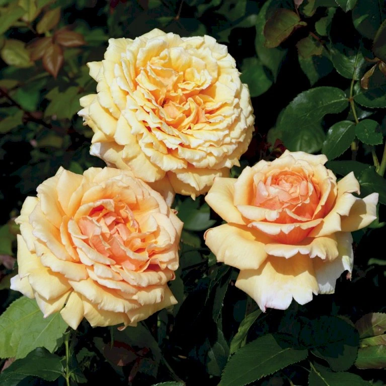 'Carl Nielsen'™ Rosa X 'Carl Nielsen'™ (Storblomstrende) A-Kvalitet,- Barrods Roser Min. 3 Grene 3 'Carl Nielsen'™ Rosa X 'Carl Nielsen'™ (Storblomstrende) A-Kvalitet,- Barrods Roser Min. 3 Grene