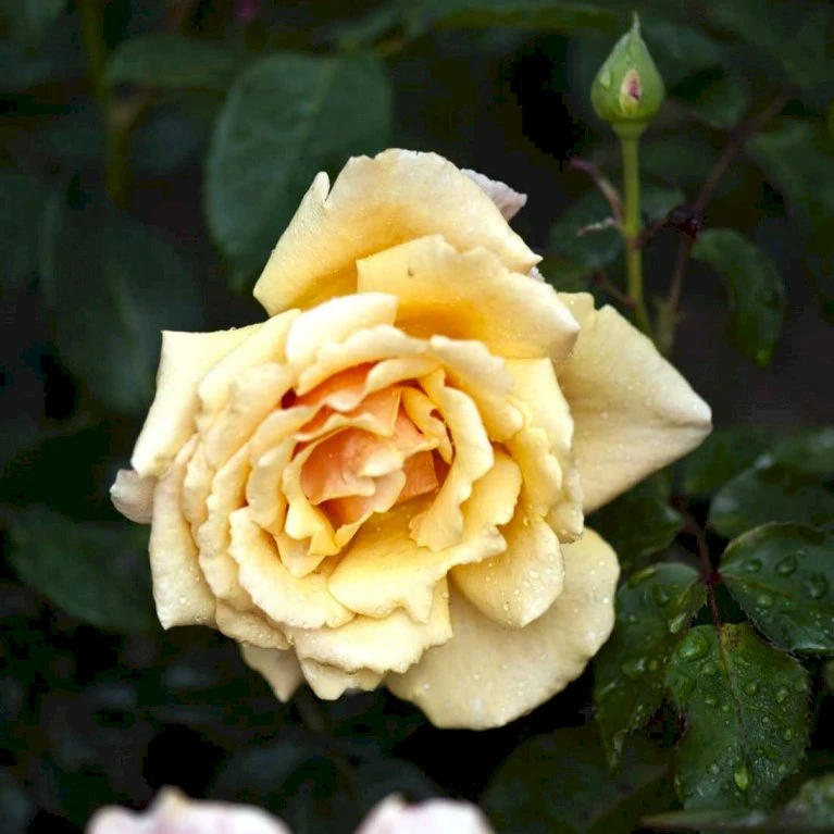'Carl Nielsen'™ Rosa X 'Carl Nielsen'™ (Storblomstrende) A-Kvalitet,- Barrods Roser Min. 3 Grene 5 'Carl Nielsen'™ Rosa X 'Carl Nielsen'™ (Storblomstrende) A-Kvalitet,- Barrods Roser Min. 3 Grene - Billede 3