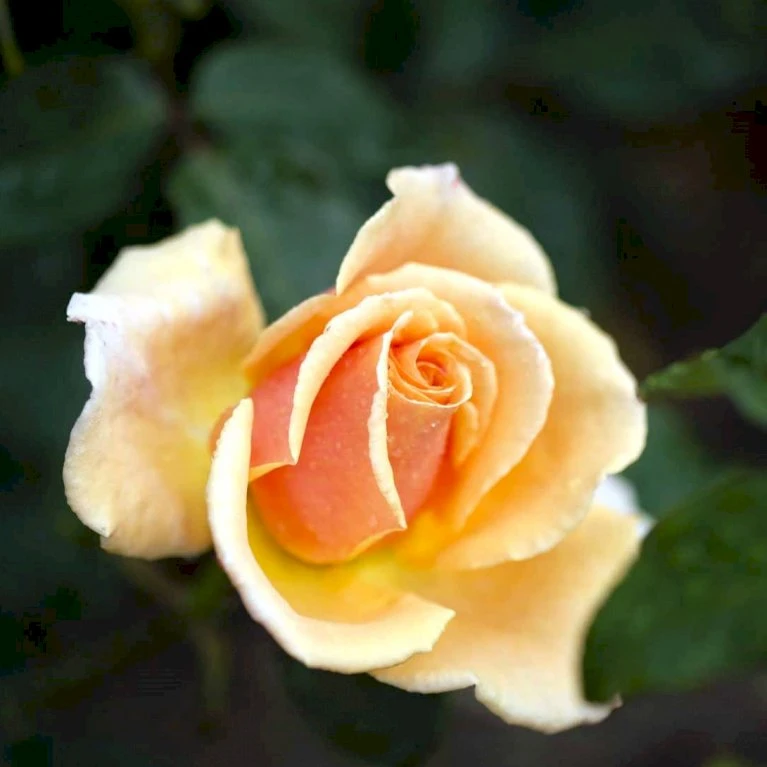 'Carl Nielsen'™ Rosa X 'Carl Nielsen'™ (Storblomstrende) A-Kvalitet,- Barrods Roser Min. 3 Grene 6 'Carl Nielsen'™ Rosa X 'Carl Nielsen'™ (Storblomstrende) A-Kvalitet,- Barrods Roser Min. 3 Grene - Billede 4