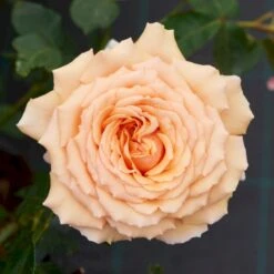 'Carl Nielsen'™ Rosa X 'Carl Nielsen'™ (Storblomstrende) A-Kvalitet,- Barrods Roser Min. 3 Grene 13 'Carl Nielsen'™ Rosa X 'Carl Nielsen'™ (Storblomstrende) A-Kvalitet,- Barrods Roser Min. 3 Grene -Osmoz Naturens Butik p6707 51239 rosa x carl nielsen storblomstrende 25a7