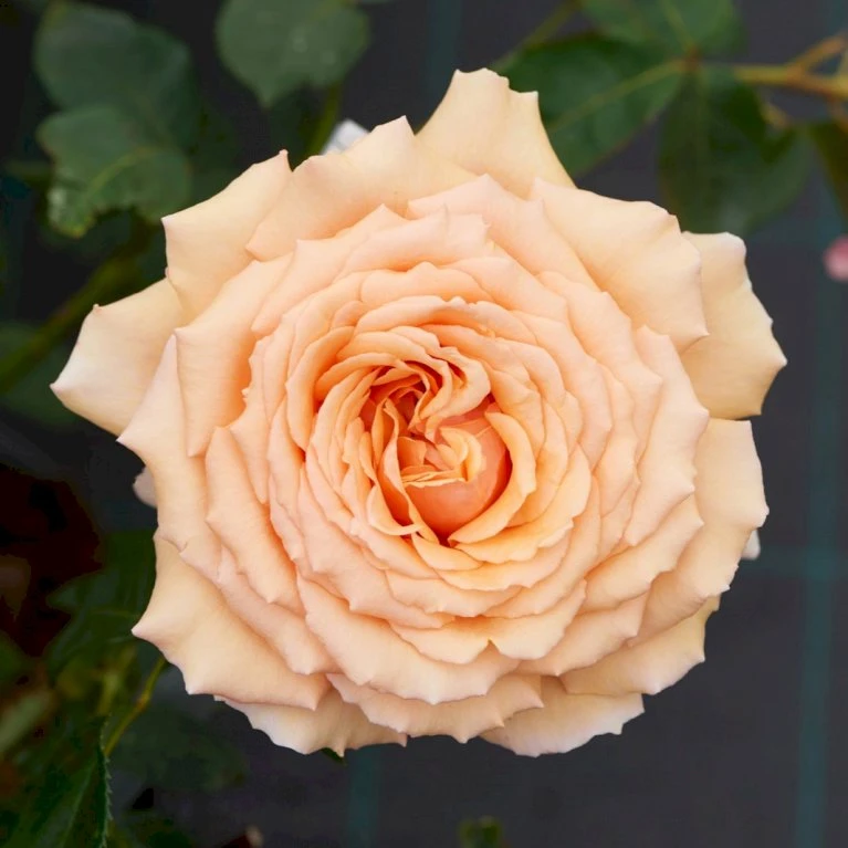 'Carl Nielsen'™ Rosa X 'Carl Nielsen'™ (Storblomstrende) A-Kvalitet,- Barrods Roser Min. 3 Grene 7 'Carl Nielsen'™ Rosa X 'Carl Nielsen'™ (Storblomstrende) A-Kvalitet,- Barrods Roser Min. 3 Grene - Billede 5