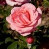 'Elaine Paige'™ Rosa X 'Elaine Paige'™ (Storblomstrende) A-Kvalitet,- Barrods Roser Min. 3 Grene 1 'Elaine Paige'™ Rosa X 'Elaine Paige'™ (Storblomstrende) A-Kvalitet,- Barrods Roser Min. 3 Grene -Osmoz Naturens Butik p7386 51254 rosa x elaine paige storblomstrende 1445