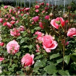 'Elaine Paige'™ Rosa X 'Elaine Paige'™ (Storblomstrende) A-Kvalitet,- Barrods Roser Min. 3 Grene -Osmoz Naturens Butik p7386 51255 rosa x elaine paige storblomstrende fa23