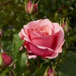 'Elaine Paige'™ Rosa X 'Elaine Paige'™ (Storblomstrende) A-Kvalitet,- Barrods Roser Min. 3 Grene -Osmoz Naturens Butik p7386 51256 rosa x elaine paige storblomstrende bdfc
