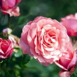 'Elaine Paige'™ Rosa X 'Elaine Paige'™ (Storblomstrende) A-Kvalitet,- Barrods Roser Min. 3 Grene -Osmoz Naturens Butik p7386 51258 rosa x elaine paige storblomstrende d45a
