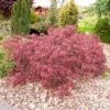 Opstammet Japansk Ahorn 'Garnet' Acer Palmatum Dissectum 'Garnet' Potte 4,0 Liter,- 40-50 Cm. -Osmoz Naturens Butik p7393 47304 acer palmatum dissectum garnet 0d0c