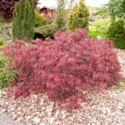 Opstammet Japansk Ahorn 'Garnet' Acer Palmatum Dissectum 'Garnet' Potte 4,0 Liter,- 40-50 Cm.