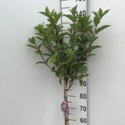 Syrén-Hortensia 'Vanille Fraise' Hydrangea Paniculata 'Vanille Fraise' Opstammet 90 Cm. 7,5 Liter Potte