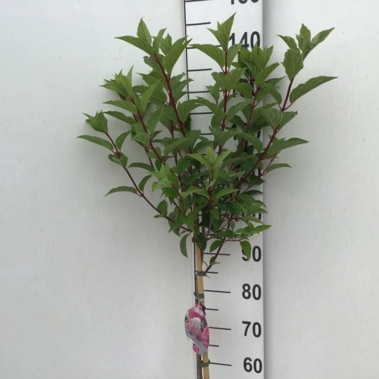 Syrén-Hortensia 'Vanille Fraise' Hydrangea Paniculata 'Vanille Fraise' Opstammet 90 Cm. 7,5 Liter Potte 3 Syrén-Hortensia 'Vanille Fraise' Hydrangea Paniculata 'Vanille Fraise' Opstammet 90 Cm. 7,5 Liter Potte