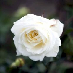 'Claus Dalby'™ Rosa X 'Claus Dalby'™ (Storblomstrende) A-Kvalitet,- Barrods Roser Min. 3 Grene -Osmoz Naturens Butik p7485 51233 rosa x claus dalby storblomstrende a885