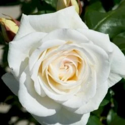 'Claus Dalby'™ Rosa X 'Claus Dalby'™ (Storblomstrende) A-Kvalitet,- Barrods Roser Min. 3 Grene -Osmoz Naturens Butik p7485 51235 rosa x claus dalby storblomstrende dfe6