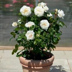 'Claus Dalby'™ Rosa X 'Claus Dalby'™ (Storblomstrende) A-Kvalitet,- Barrods Roser Min. 3 Grene -Osmoz Naturens Butik p7485 51238 rosa x claus dalby storblomstrende df50