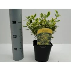 Benved' Marieke' Euonymus Japonica 'Marieke' Potte 2,0 Liter,- 20-25 Cm. 7 Benved' Marieke' Euonymus Japonica 'Marieke' Potte 2,0 Liter,- 20-25 Cm. -Osmoz Naturens Butik p801 21300 euonymus japonica marieke d7c4