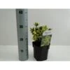 Benved' Marieke' Euonymus Japonica 'Marieke' Potte 2,0 Liter,- 20-25 Cm. -Osmoz Naturens Butik p801 33921 euonymus japonica marieke b47e