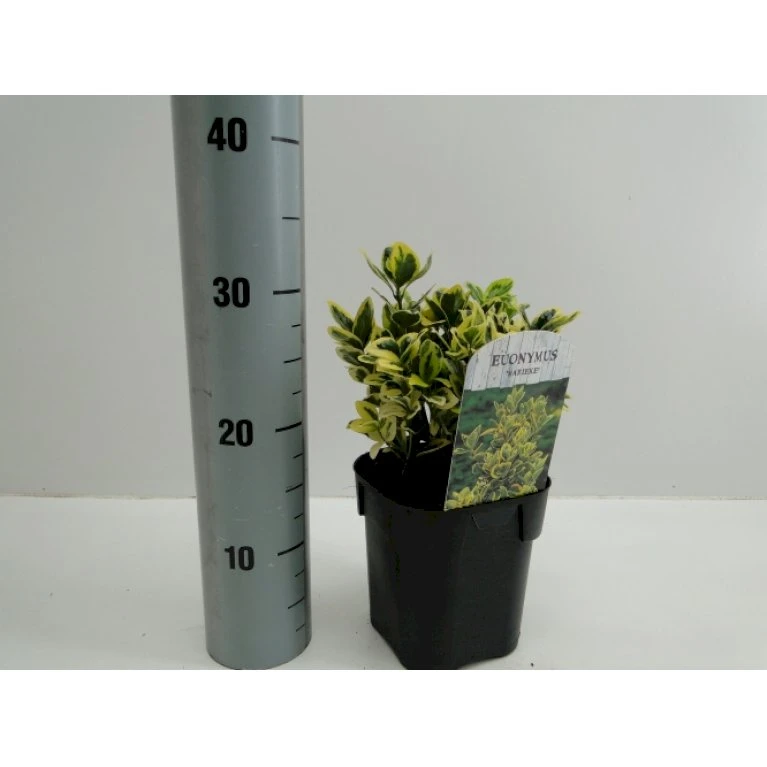 Benved' Marieke' Euonymus Japonica 'Marieke' Potte 2,0 Liter,- 20-25 Cm. 3 Benved' Marieke' Euonymus Japonica 'Marieke' Potte 2,0 Liter,- 20-25 Cm.
