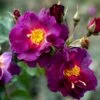 'Wild Rover' Rosa X 'Wild Rover' (Slyngrose) A-Kvalitet,- Barrods Roser Min. 3 Grene