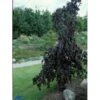 Hængende Blodbøg 'Purpurea Pendula' Fagus Sylvatica 'Purpurea Pendula' Opstammet 120 Cm. Med Potte -Osmoz Naturens Butik p821 673 fagus sylvatica purpurea pendula 0bcb