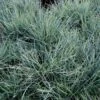 Blå Bjørnegræs 'Elijah Blue' Festuca Glauca 'Elijah Blue' 1 Liter Potte -Osmoz Naturens Butik p832 50900 festuca glauca elijah blue 46e5