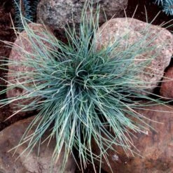 Blå Bjørnegræs 'Elijah Blue' Festuca Glauca 'Elijah Blue' 1 Liter Potte 14 Blå Bjørnegræs 'Elijah Blue' Festuca Glauca 'Elijah Blue' 1 Liter Potte -Osmoz Naturens Butik p832 50902 festuca glauca elijah blue d761