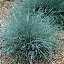 Blå Bjørnegræs 'Elijah Blue' Festuca Glauca 'Elijah Blue' 1 Liter Potte 15 Blå Bjørnegræs 'Elijah Blue' Festuca Glauca 'Elijah Blue' 1 Liter Potte -Osmoz Naturens Butik p832 50903 festuca glauca elijah blue 866c