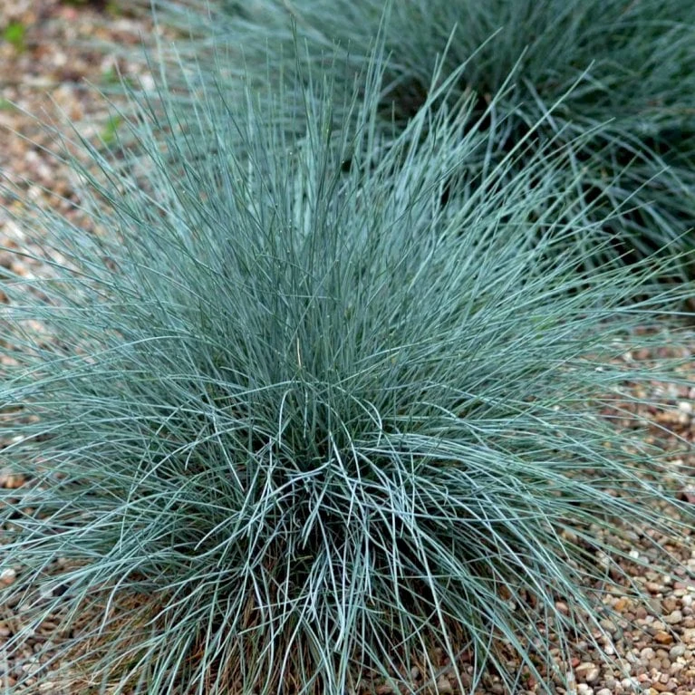 Blå Bjørnegræs 'Elijah Blue' Festuca Glauca 'Elijah Blue' 1 Liter Potte 7 Blå Bjørnegræs 'Elijah Blue' Festuca Glauca 'Elijah Blue' 1 Liter Potte - Billede 5