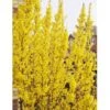 Vårguld 'Lynwood' Forsythia Intermedia 'Lynwood' 5 Liter Potte -Osmoz Naturens Butik p840 692 forsythia intermedia lynwood 2f9c