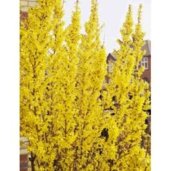 Forsytia 'Weekend' Forsythia Intermedia 'Weekend' Potte 12 Liter,- 100-125 Cm. -Osmoz Naturens Butik p842 694 forsythia intermedia weekend a571