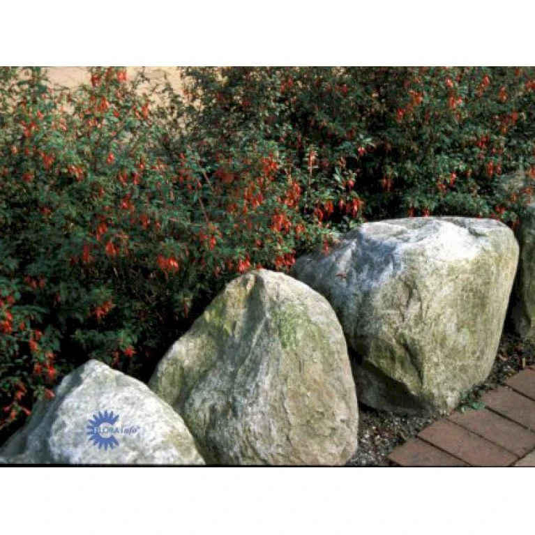 Fuchsia 'Karen' Fuchsia Magellanica 'Karen' 3,5 Liter Potte 3 Fuchsia 'Karen' Fuchsia Magellanica 'Karen' 3,5 Liter Potte