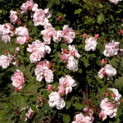 'Albertine' Rosa Wichuraiana 'Albertine' (Slyngrose) A-Kvalitet,- Barrods Roser Min. 3 Grene 12 'Albertine' Rosa Wichuraiana 'Albertine' (Slyngrose) A-Kvalitet,- Barrods Roser Min. 3 Grene -Osmoz Naturens Butik p865 52295 rosa wichuraiana albertine slyngrose 2800