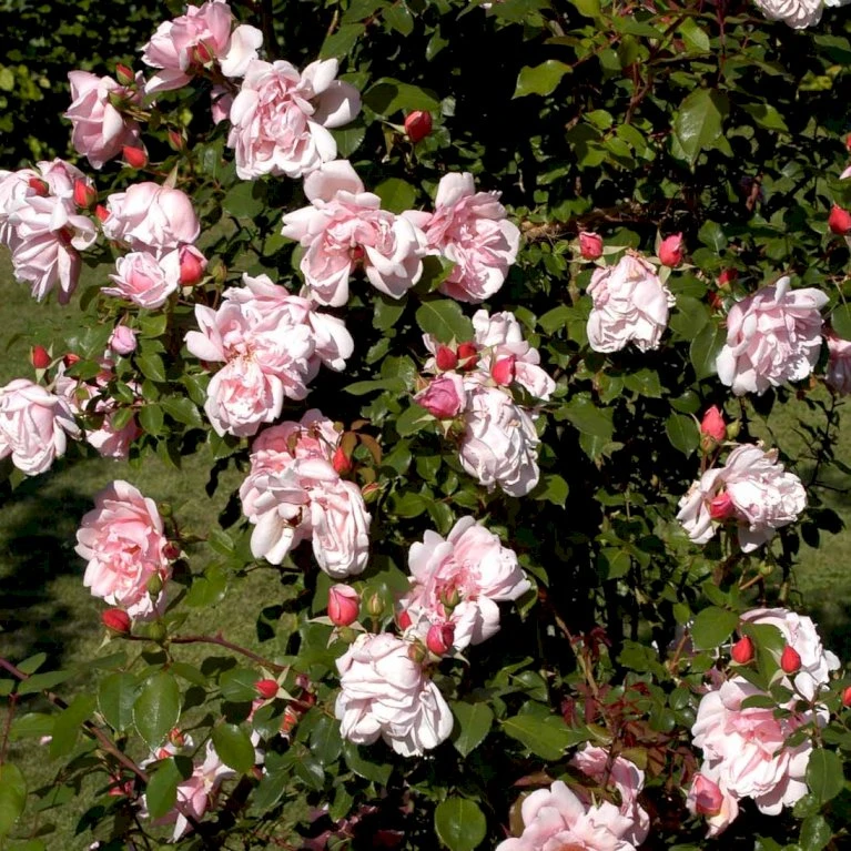 'Albertine' Rosa Wichuraiana 'Albertine' (Slyngrose) A-Kvalitet,- Barrods Roser Min. 3 Grene 6 'Albertine' Rosa Wichuraiana 'Albertine' (Slyngrose) A-Kvalitet,- Barrods Roser Min. 3 Grene - Billede 4