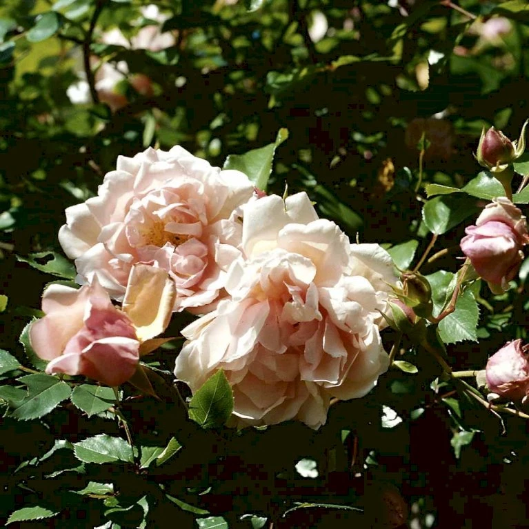 'Albertine' Rosa Wichuraiana 'Albertine' (Slyngrose) A-Kvalitet,- Barrods Roser Min. 3 Grene 7 'Albertine' Rosa Wichuraiana 'Albertine' (Slyngrose) A-Kvalitet,- Barrods Roser Min. 3 Grene - Billede 5