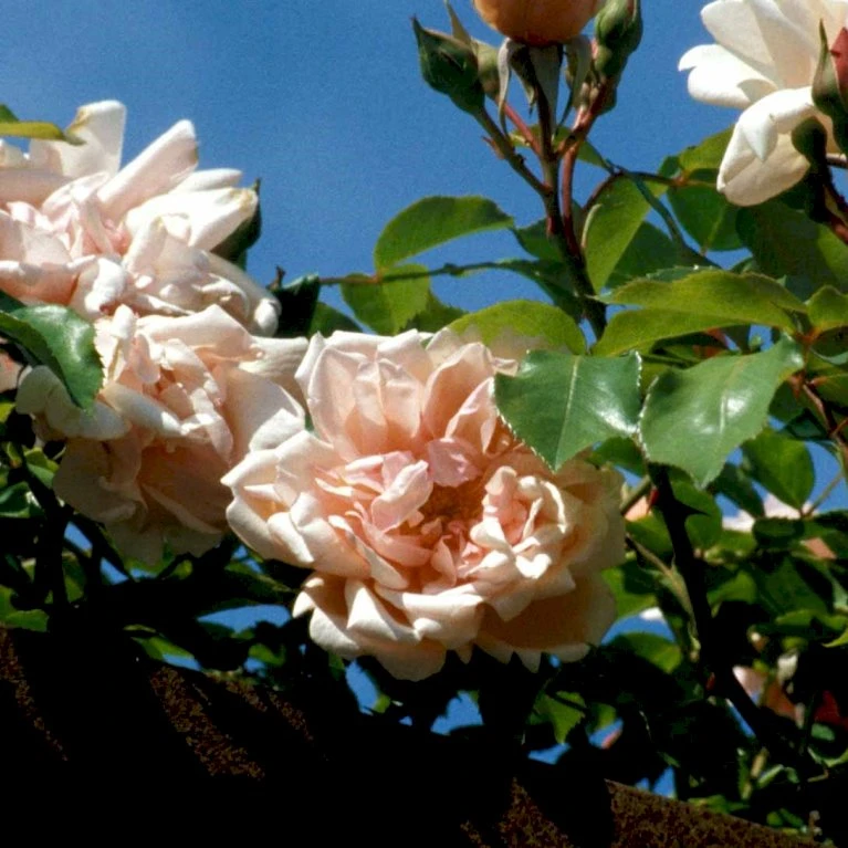 'Albertine' Rosa Wichuraiana 'Albertine' (Slyngrose) A-Kvalitet,- Barrods Roser Min. 3 Grene 8 'Albertine' Rosa Wichuraiana 'Albertine' (Slyngrose) A-Kvalitet,- Barrods Roser Min. 3 Grene - Billede 6