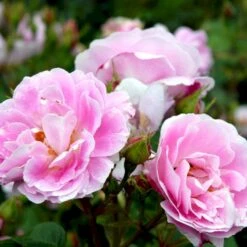 'Bourbon Queen' Rosa Bourboniana 'Bourbon Queen' (Bourbonrose) A-Kvalitet,- Barrods Roser Min. 3 Grene 7 'Bourbon Queen' Rosa Bourboniana 'Bourbon Queen' (Bourbonrose) A-Kvalitet,- Barrods Roser Min. 3 Grene -Osmoz Naturens Butik p869 52314 rosa borboniana bourbon queen bourbonrose 8458