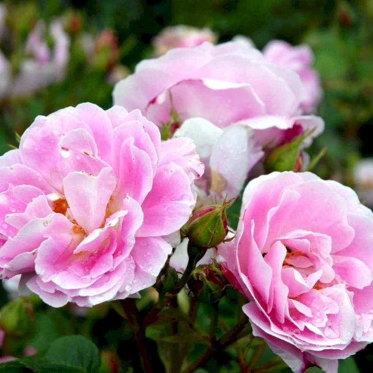 'Bourbon Queen' Rosa Bourboniana 'Bourbon Queen' (Bourbonrose) A-Kvalitet,- Barrods Roser Min. 3 Grene 5 'Bourbon Queen' Rosa Bourboniana 'Bourbon Queen' (Bourbonrose) A-Kvalitet,- Barrods Roser Min. 3 Grene - Billede 3