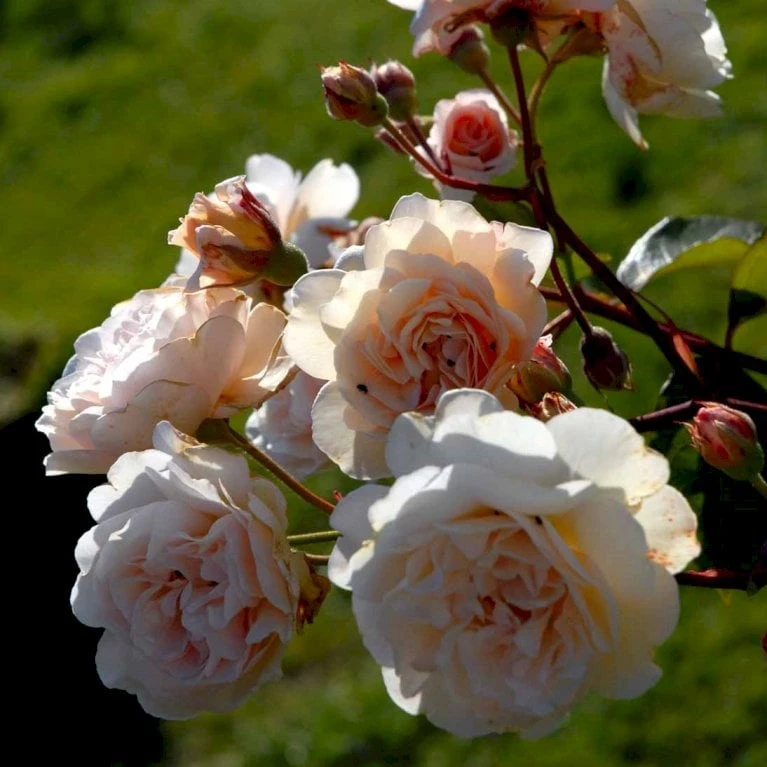 'Buff Beauty' Rosa Moschata 'Buff Beauty' (Moskusrose) A-Kvalitet,- Barrods Roser Min. 3 Grene 5 'Buff Beauty' Rosa Moschata 'Buff Beauty' (Moskusrose) A-Kvalitet,- Barrods Roser Min. 3 Grene - Billede 3