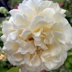 'Buff Beauty' Rosa Moschata 'Buff Beauty' (Moskusrose) A-Kvalitet,- Barrods Roser Min. 3 Grene 11 'Buff Beauty' Rosa Moschata 'Buff Beauty' (Moskusrose) A-Kvalitet,- Barrods Roser Min. 3 Grene -Osmoz Naturens Butik p870 52321 rosa moschata buff beauty moschatarose bc21