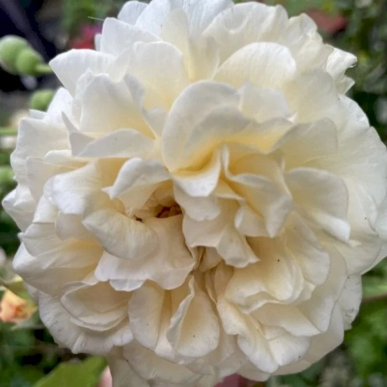 'Buff Beauty' Rosa Moschata 'Buff Beauty' (Moskusrose) A-Kvalitet,- Barrods Roser Min. 3 Grene 6 'Buff Beauty' Rosa Moschata 'Buff Beauty' (Moskusrose) A-Kvalitet,- Barrods Roser Min. 3 Grene - Billede 4