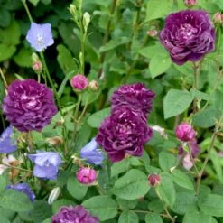 'Cardinal De Richelieu' Rosa Gallica 'Cardinal De Richelieu' (Gallicarose) A-Kvalitet,- Barrods Roser Min. 3 Grene -Osmoz Naturens Butik p871 52324 rosa gallica cardinal de richelieu gallicarose 9de1