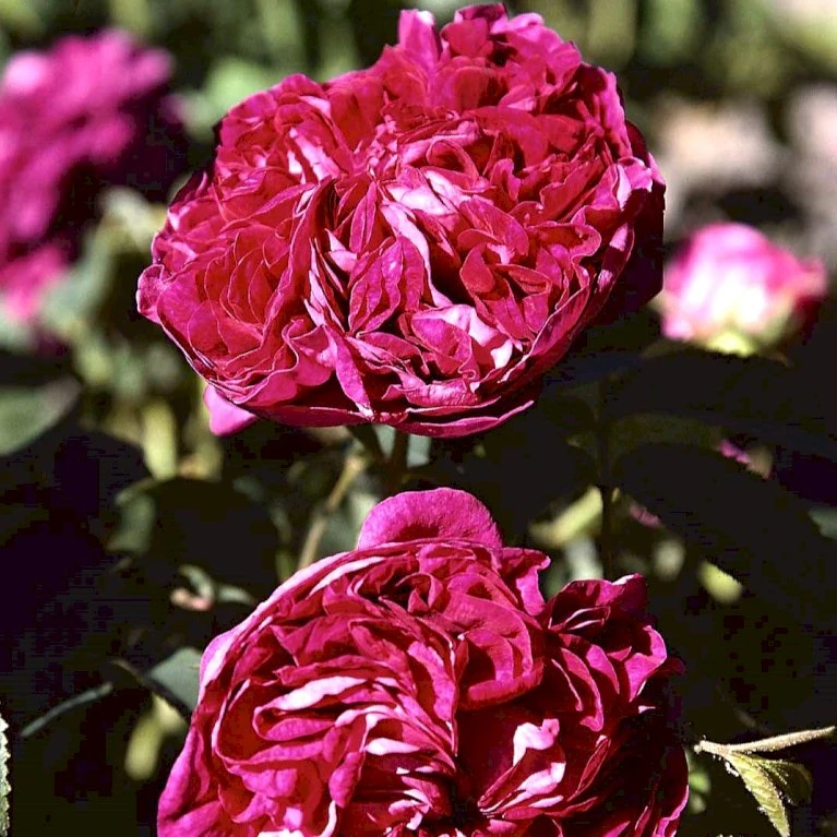 'Charles De Mills' Rosa Gallica 'Charles De Mills' (Gallicarose) A-Kvalitet,- Barrods Roser Min. 3 Grene 3 'Charles De Mills' Rosa Gallica 'Charles De Mills' (Gallicarose) A-Kvalitet,- Barrods Roser Min. 3 Grene
