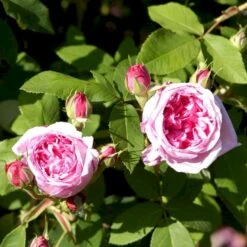 'Comte De Chambord' Rosa Portlandica 'Comte De Chambord' (Portlandrose) A-Kvalitet,- Barrods Roser Min. 3 Grene -Osmoz Naturens Butik p874 52345 rosa portlandica comte de chambord portlandrose 30fa